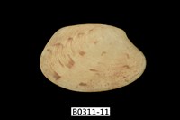 藏品(蝴蝶錦蛤)的圖片